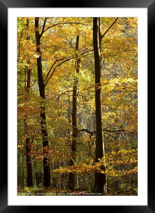 Sunlit Trees Framed Mounted Print by Simon Johnson