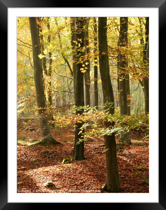 sunlit  beech woodland in autumn Framed Mounted Print by Simon Johnson