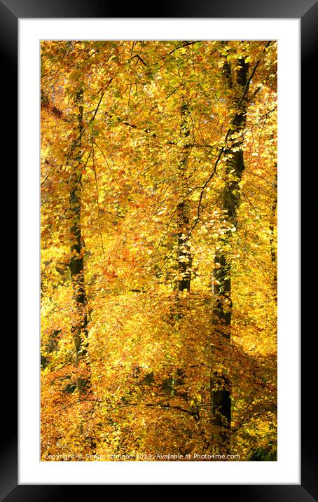 Autumn colour Batsford Wooods  Framed Mounted Print by Simon Johnson