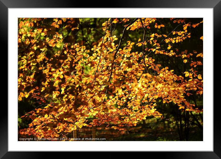 sunlit Beech leaves Framed Mounted Print by Simon Johnson