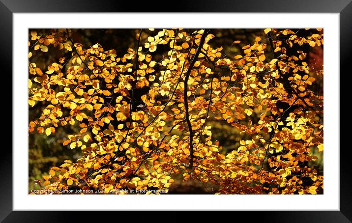 sunlit beech leaves Framed Mounted Print by Simon Johnson