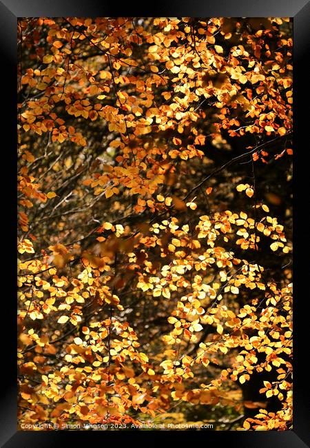 sunlit   beech leaves Framed Print by Simon Johnson