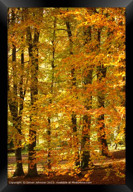 Autumnal woods Framed Print by Simon Johnson