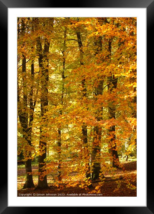 Autumnal woods Framed Mounted Print by Simon Johnson