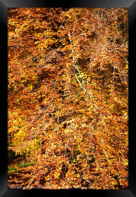 Autumn Beech tree Framed Print by Simon Johnson