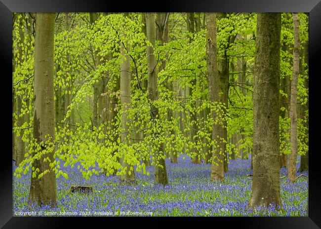 Beech leaves and bluebells  Framed Print by Simon Johnson