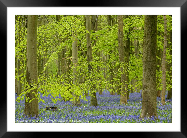 Beech leaves and bluebells  Framed Mounted Print by Simon Johnson