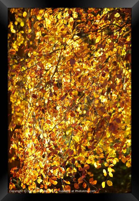 Golden autumn leaves Framed Print by Simon Johnson
