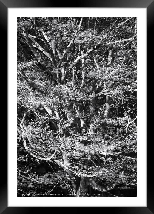 Acrer Tree in Monohrome Framed Mounted Print by Simon Johnson