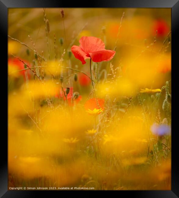  Poppy ( soft Focus) Framed Print by Simon Johnson