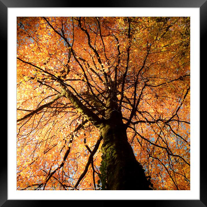  Beech tree colour Framed Mounted Print by Simon Johnson