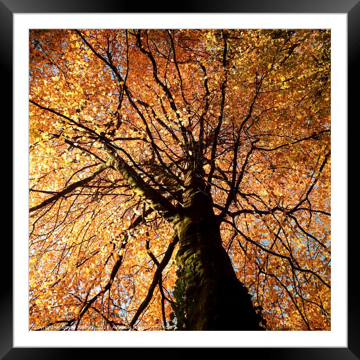 Beech tree in autumn Framed Mounted Print by Simon Johnson