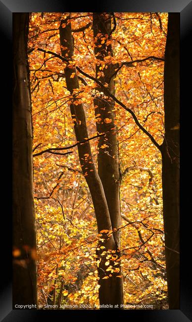  Through the Beech trees Framed Print by Simon Johnson