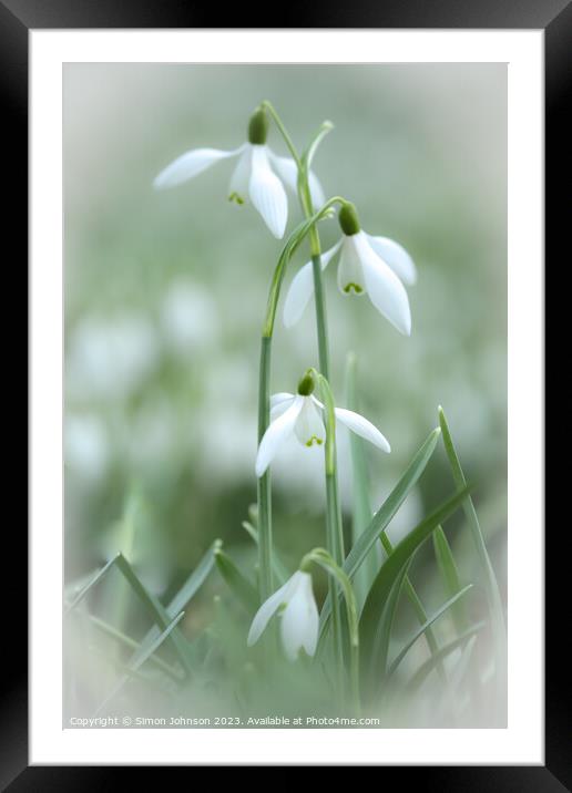Snowdrop hierarchy Framed Mounted Print by Simon Johnson