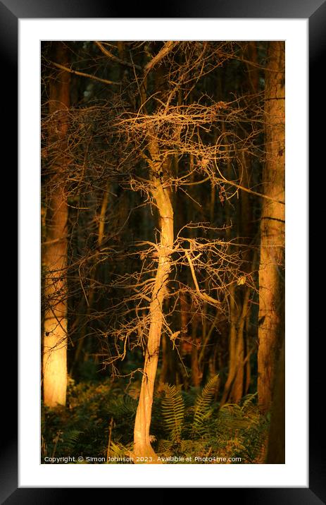 Sunlit Woodland Framed Mounted Print by Simon Johnson