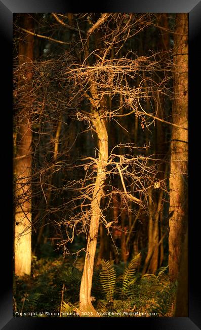 Sunlit Trees Framed Print by Simon Johnson