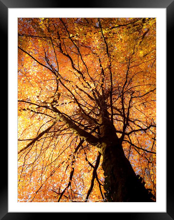 Autumn tree Framed Mounted Print by Simon Johnson