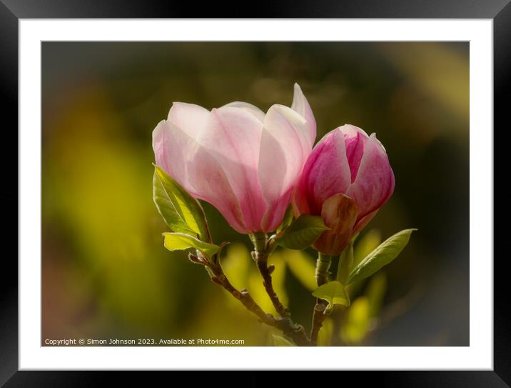 Magnolia flower soft focus Framed Mounted Print by Simon Johnson