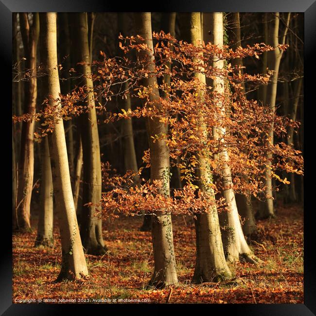 sunlit autumn leaves and woodland Framed Print by Simon Johnson