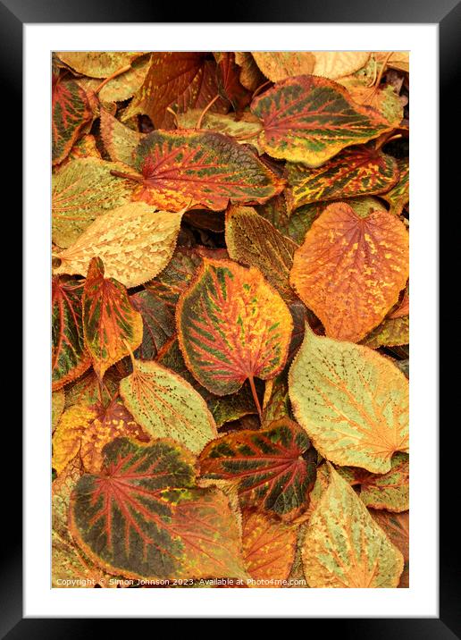 Frosted autumn leaves  Framed Mounted Print by Simon Johnson