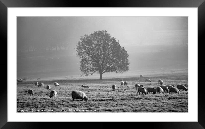 Tree, mist, sheep  Framed Mounted Print by Simon Johnson