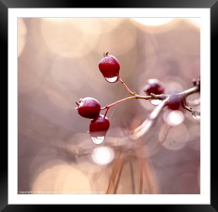 Hawthorn Berries with dew drops Framed Mounted Print by Simon Johnson