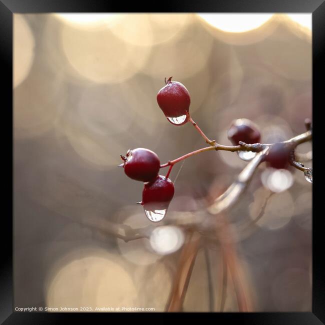 hawthorn with dew drops Framed Print by Simon Johnson