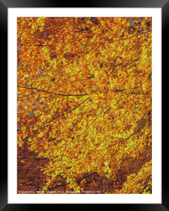 sunlit autumn leaves Framed Mounted Print by Simon Johnson