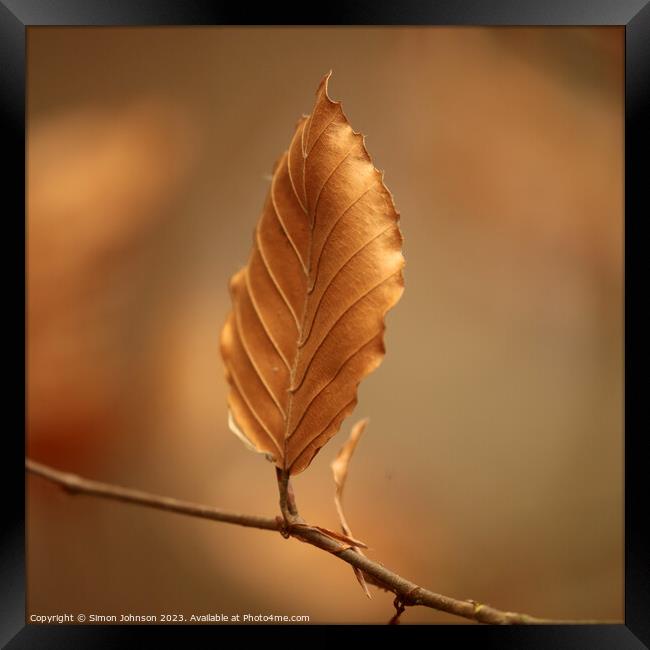 A close up of a bronze leaf Framed Print by Simon Johnson