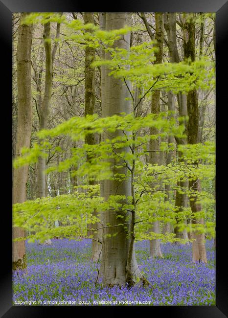 Bluebell woodland Framed Print by Simon Johnson