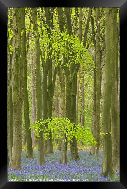 Bluebell woodland Framed Print by Simon Johnson