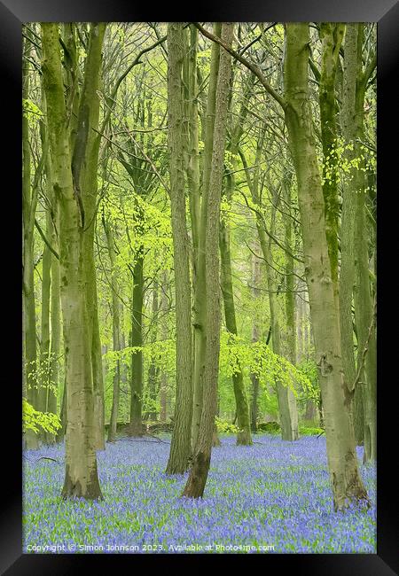 bluebell woodland Framed Print by Simon Johnson