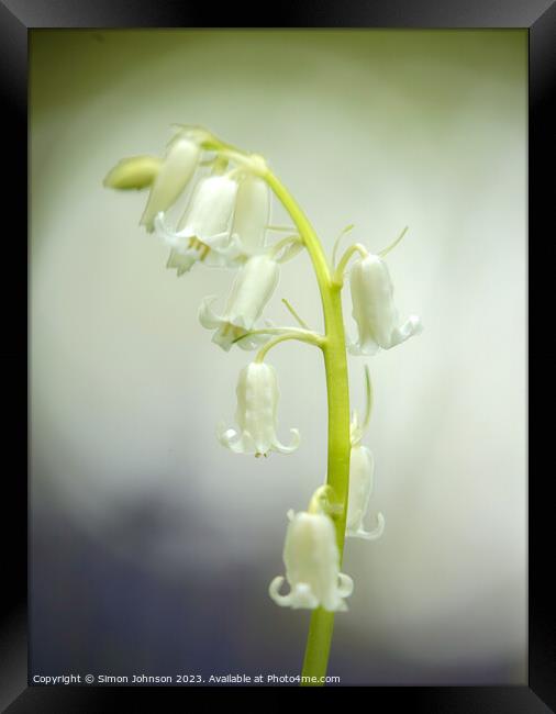 A close up of a white bell flower Framed Print by Simon Johnson