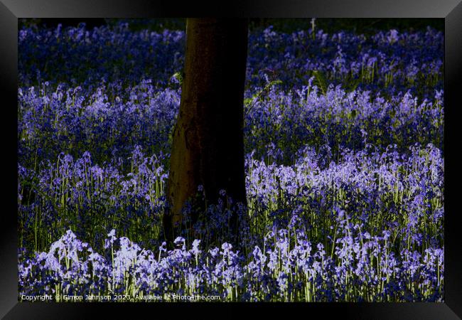 Sunlit bluebells  Framed Print by Simon Johnson