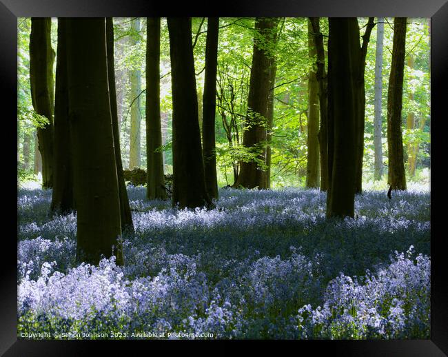 Sunlit bluebells  Framed Print by Simon Johnson