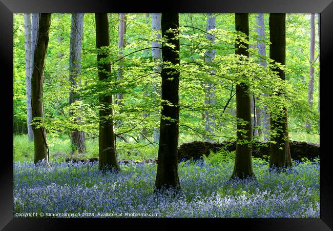Beech Woodland and Bluebells Snowshill Woodland Co Framed Print by Simon Johnson
