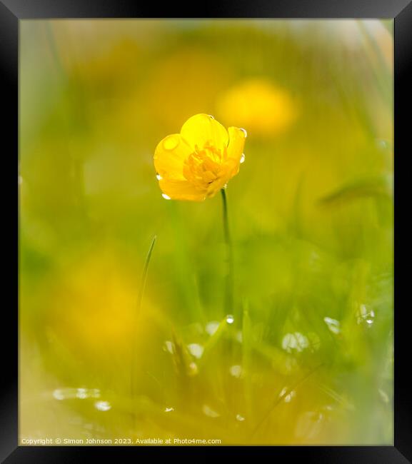 A close up of a buttercup flower  Framed Print by Simon Johnson