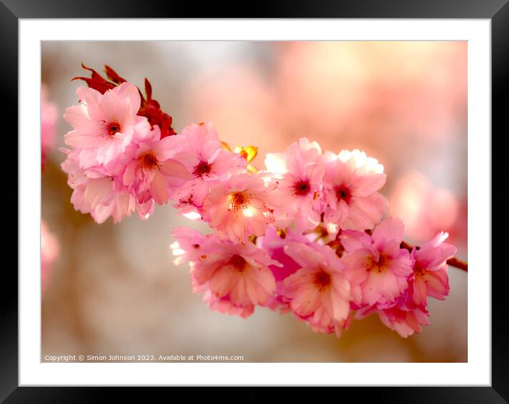 Cherry Blossom  flowers Framed Mounted Print by Simon Johnson