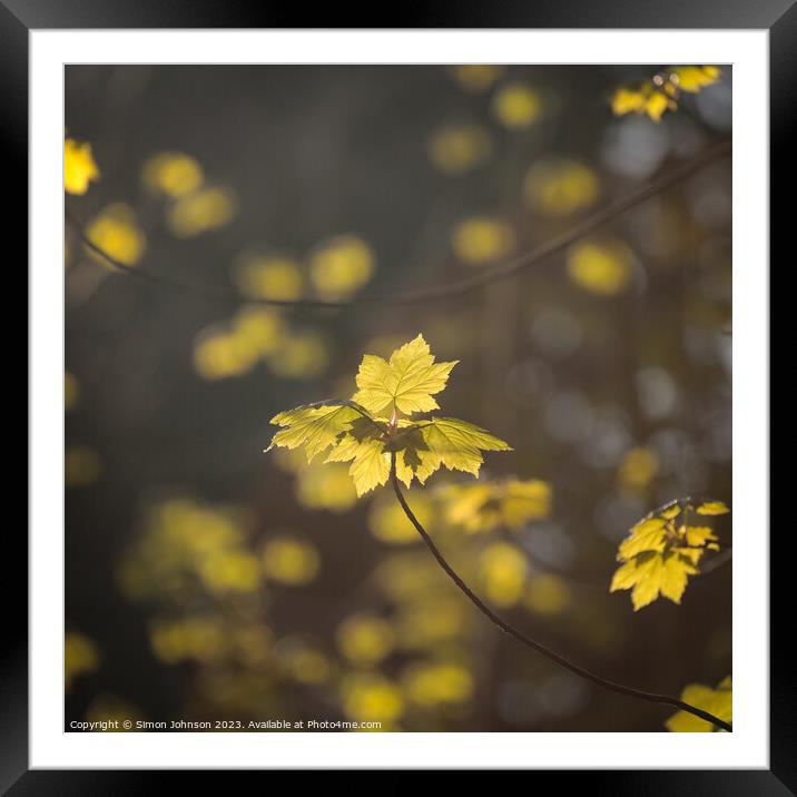 A close up of sunlit leaves  Framed Mounted Print by Simon Johnson