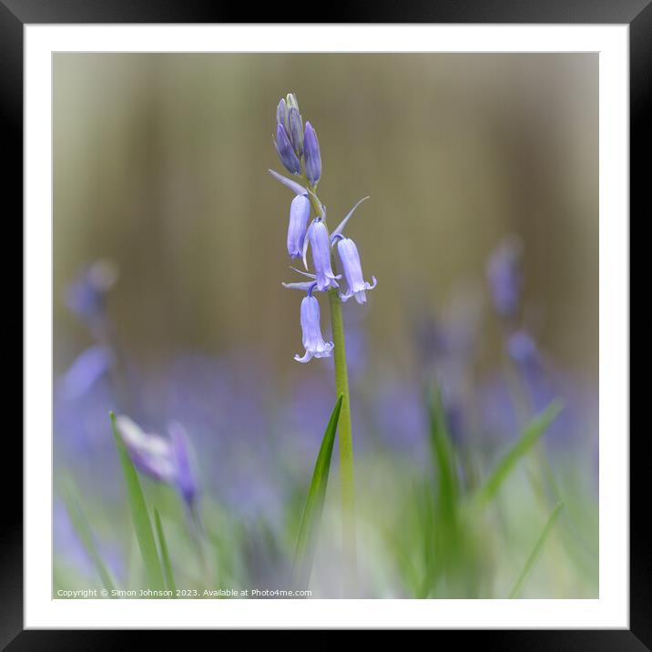 Bluebell Flower  Framed Mounted Print by Simon Johnson