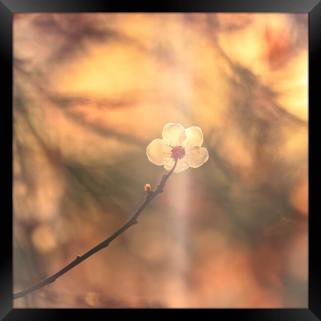 Sunlit blossom  Framed Print by Simon Johnson