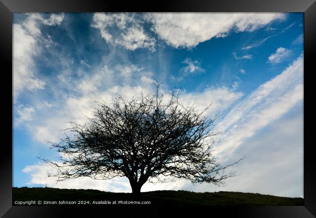 Tree silhouette  Framed Print by Simon Johnson