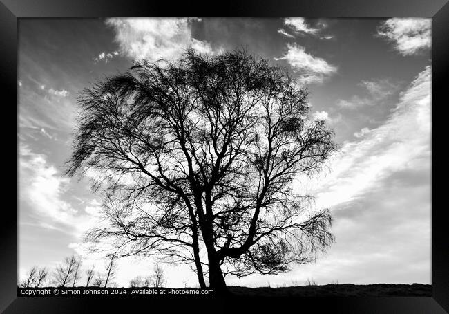  tree silhouette  Framed Print by Simon Johnson