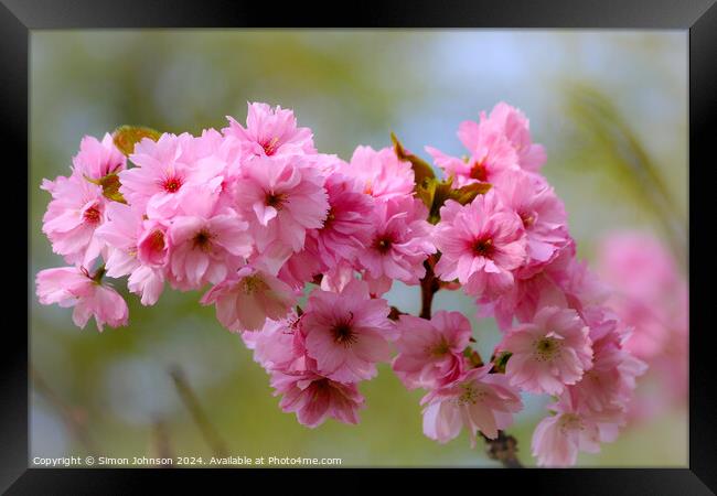 Pink Cherry Blossom Framed Print by Simon Johnson