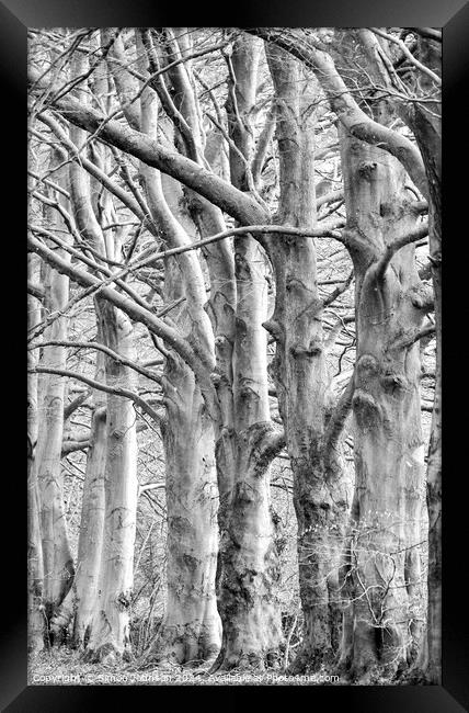 trees in Monochrome  Framed Print by Simon Johnson