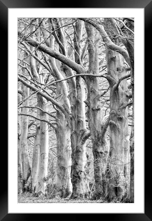 trees in Monochrome  Framed Mounted Print by Simon Johnson