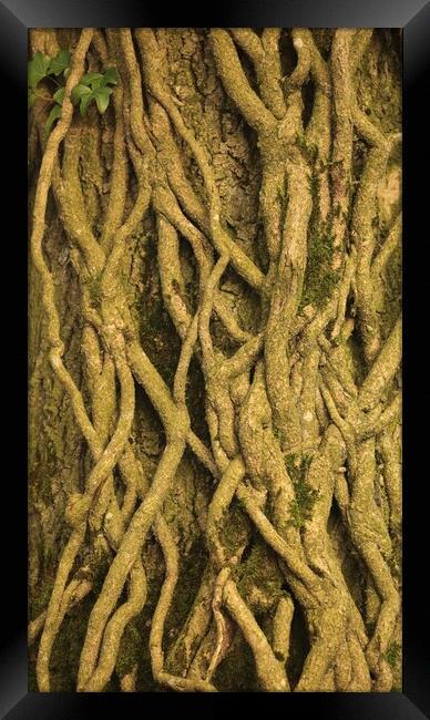 Patterns in nature Ivy roots Framed Print by Simon Johnson