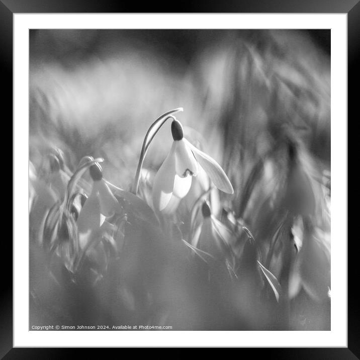 Snowdrop in Monochrome  Framed Mounted Print by Simon Johnson