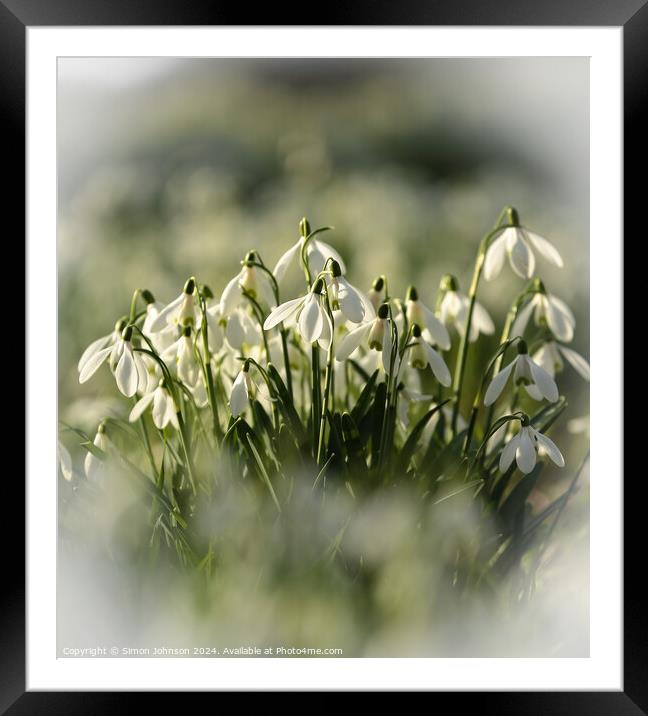 Snowdrops Framed Mounted Print by Simon Johnson