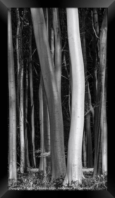  tree trunks light and dark Framed Print by Simon Johnson